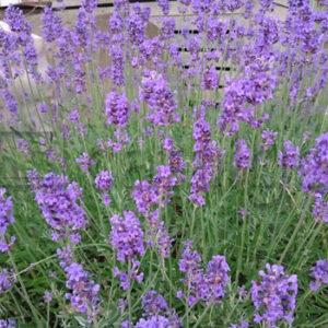 Pflanzen 002 – Lavendel - Whomp.de
