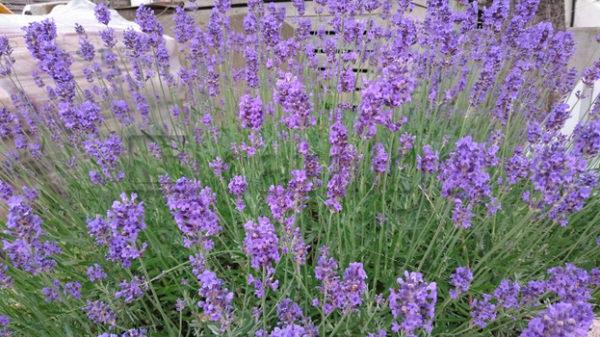 Pflanzen 002 – Lavendel - Whomp.de