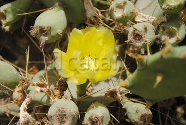 Pflanzen Bilder 004 – Kaktus - Whomp.de