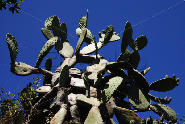 Pflanzen Bilder 006 – Kaktus - Whomp.de