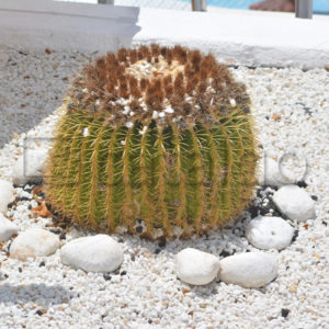Pflanzen 006 – Kaktus - Whomp.de