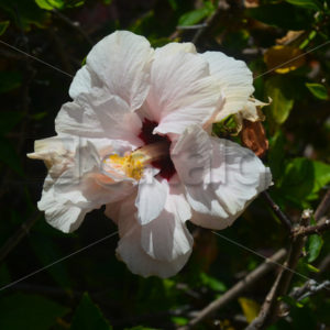 Pflanzen 011 – Hibiscus - Whomp.de