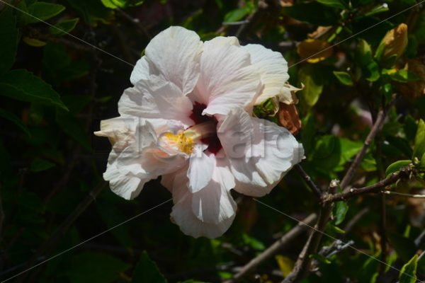 Pflanzen 011 – Hibiscus - Whomp.de